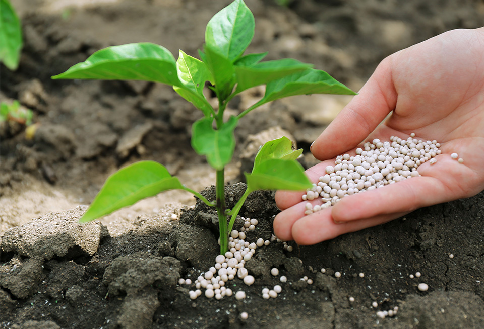 Desafío<br>Los ensayos de los empleados estimulan la entrada en el fertilizante orgánico