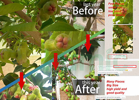 La aplicación del ácido fulvico Khumic FulvicMax en manzanas rosas