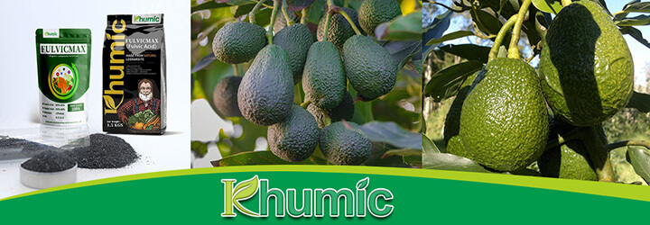 Cómo khumic fulvicmax ayuda a crecer el aguacate