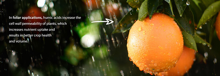 El agua souble humic ácido fúlvico fertilizante para cítricos