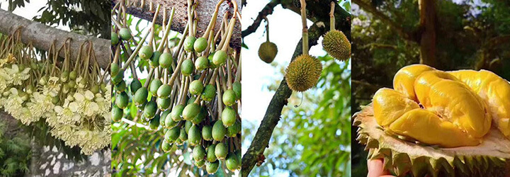Fertilzier Humico Para Durian