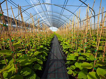 mineral humic acid